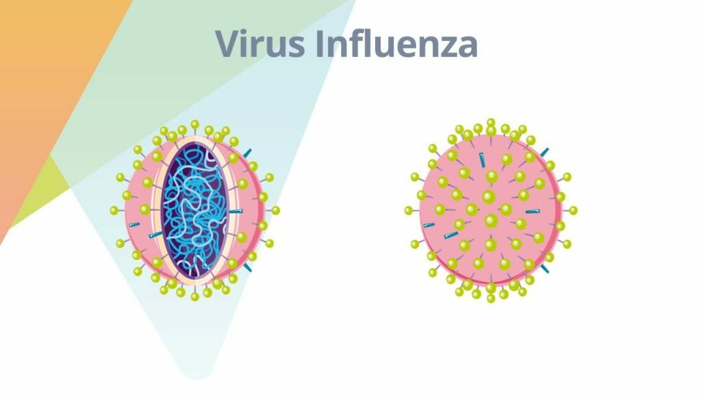 Virus Influeza