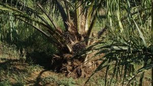 COP28: ¿qué están haciendo las empresas para reducir el impacto del aceite de palma?