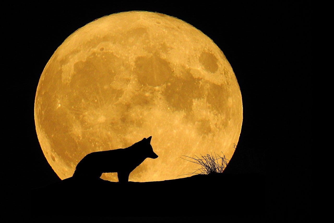 luna llena del lobo enero 2024