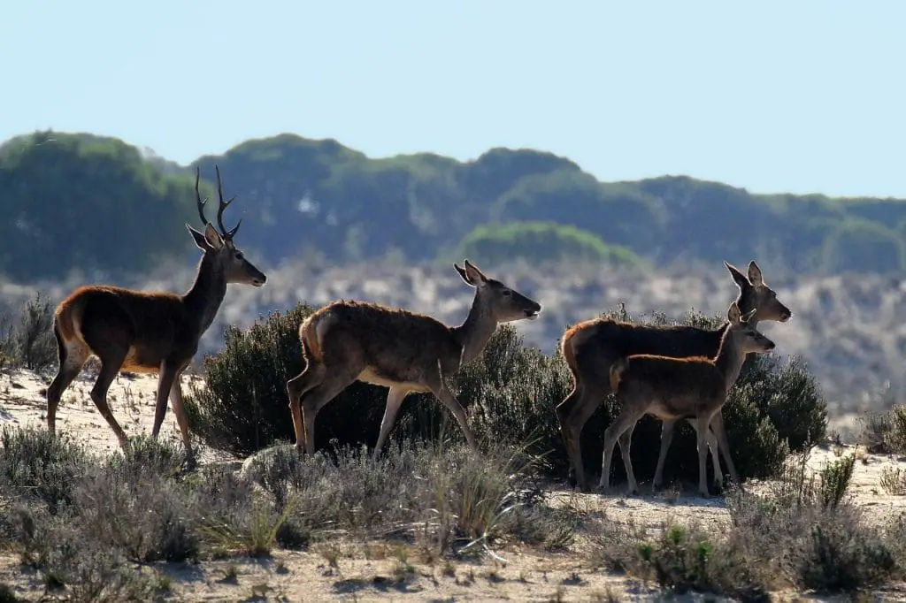 Ciervos caminando entre vegetación en Doñana Día de Andalucía