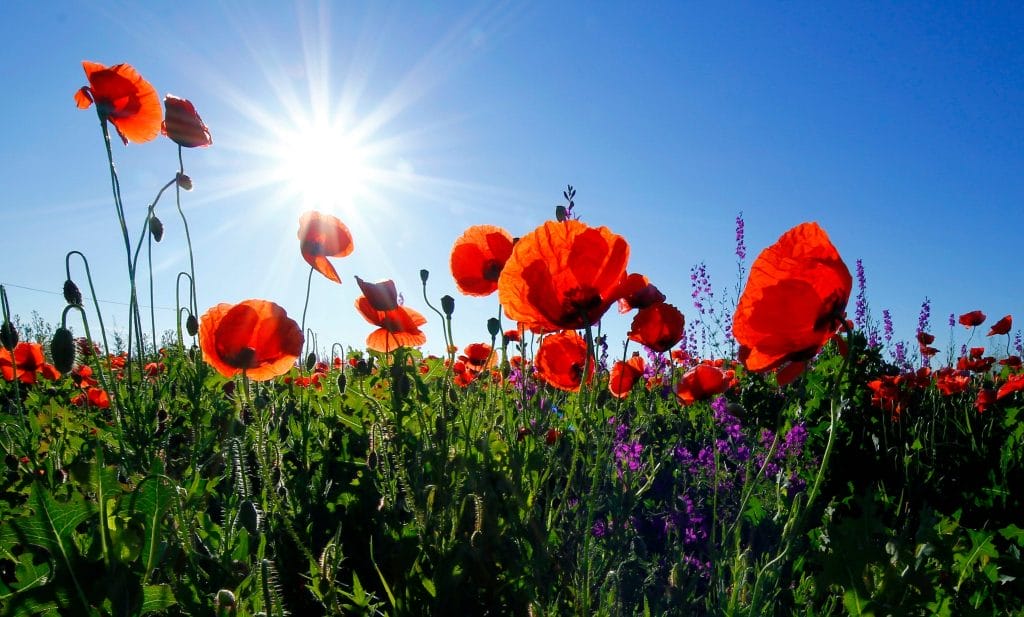 flores