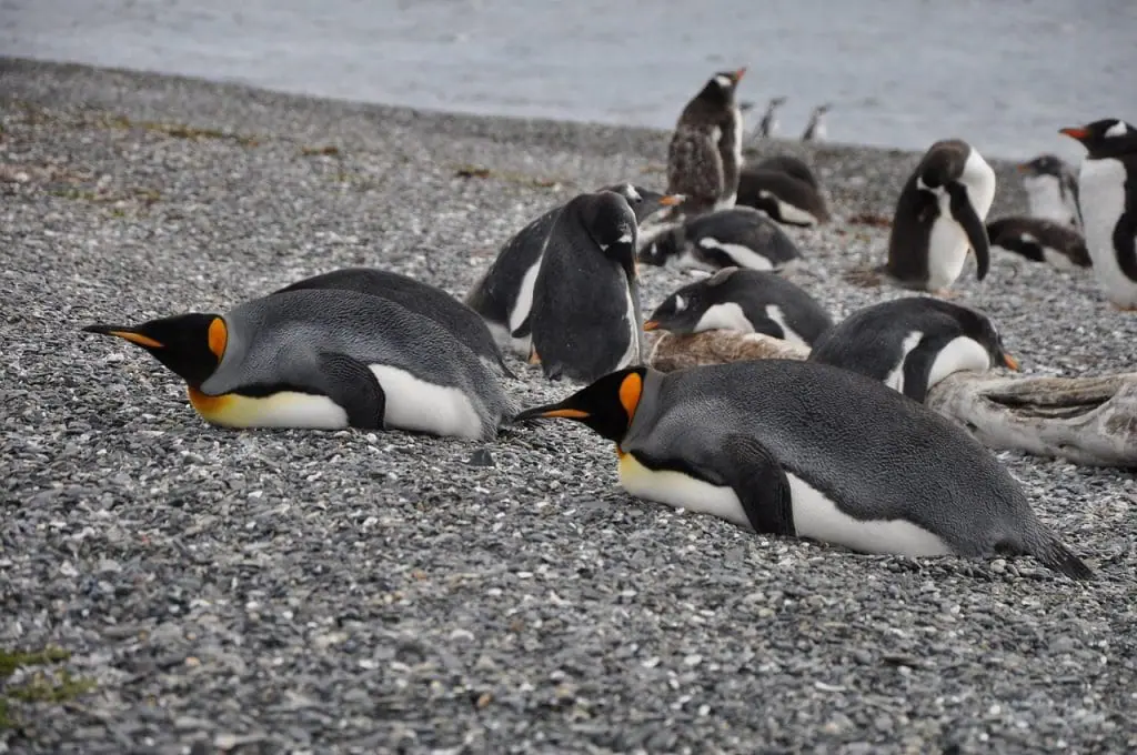 Colonia pingüinos en playa gris Ushuaia