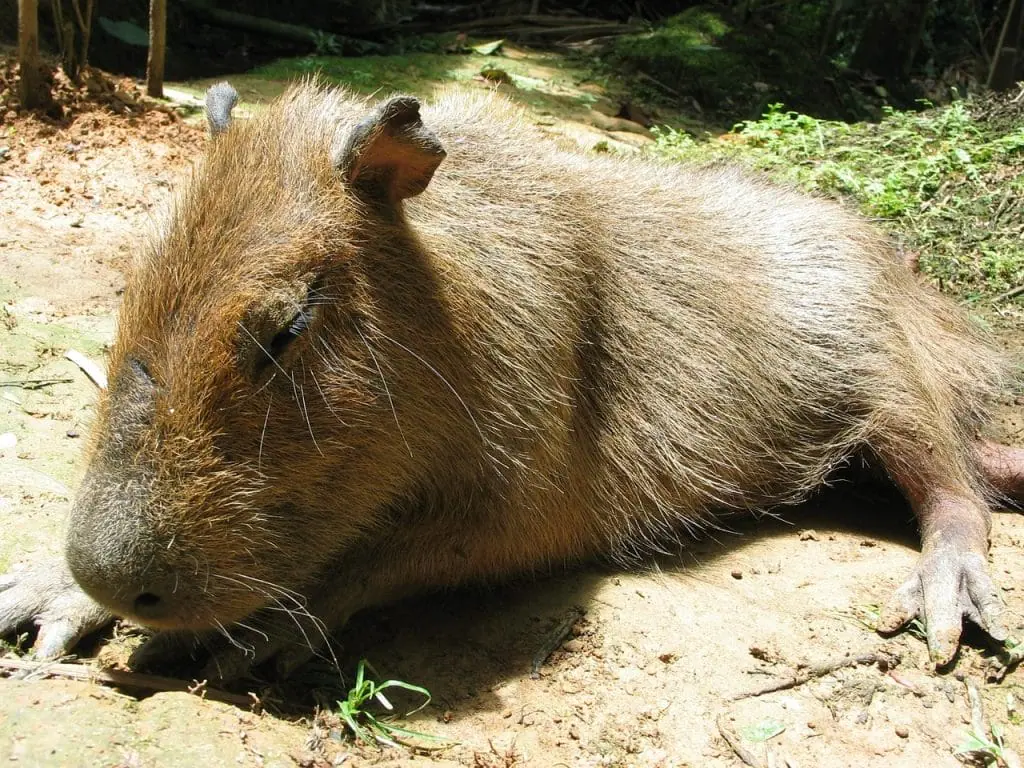 Una capibara en la selva del Amazonas de Perú