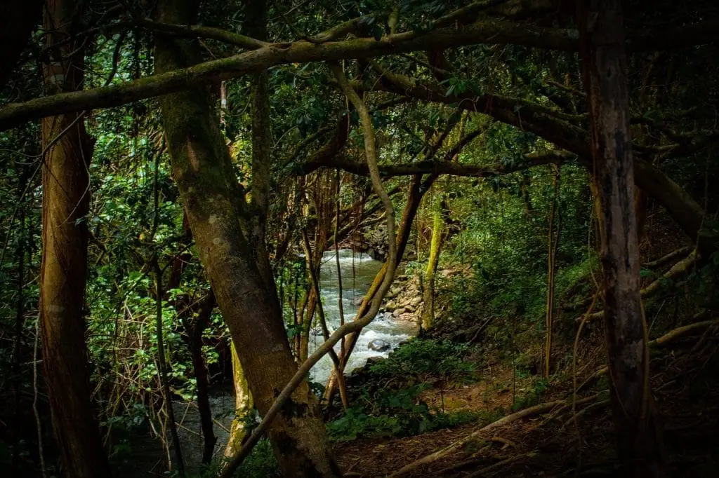 Árboles y río en la selva amazónica