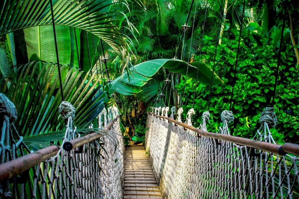 Puente de cuerda en el Amazonas