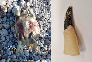 encuentran-restos-juguetes-de-halloween-tragados-por-tortugas-marinas-del-mediterraneo