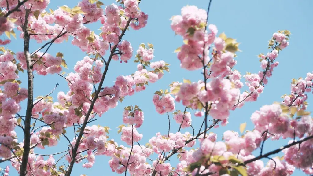 Cerezos en flor Tokio