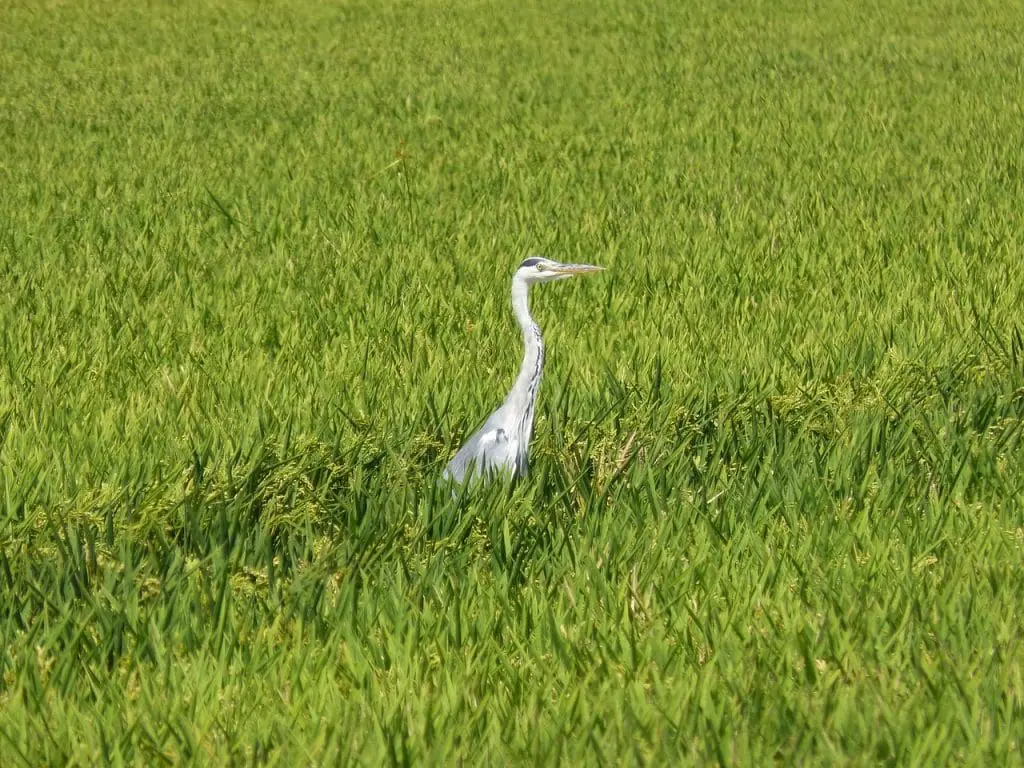 Garza real en medio de un verde campo de arroz