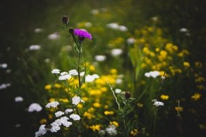 Síntomas de la alergia en primavera: cómo identificarla y cómo tratarla