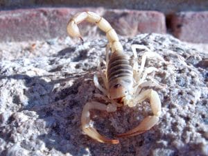 temporada-de-escorpiones-en-espana-tipos-picadura-y-tratamiento (1)