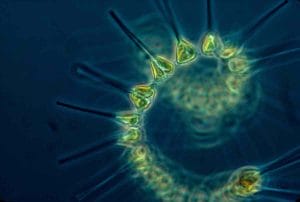 ¿Qué es el fitoplancton?