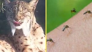 Nueva amenaza para los linces de Doñana: «comidos» por los mosquitos
