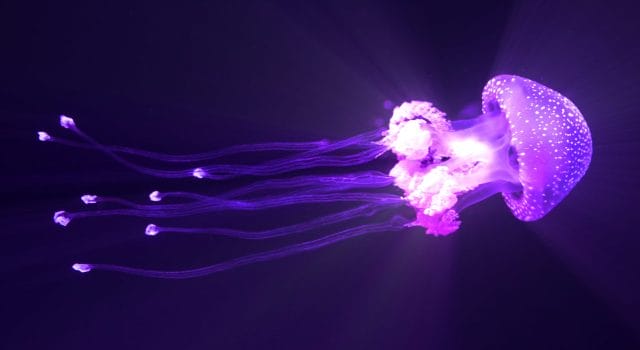 medusa jellyfish picadura tipos de medusas España Mediterráneo