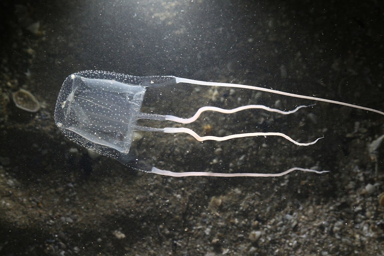 Tipos de medusas y picaduras | Eltiempo.es