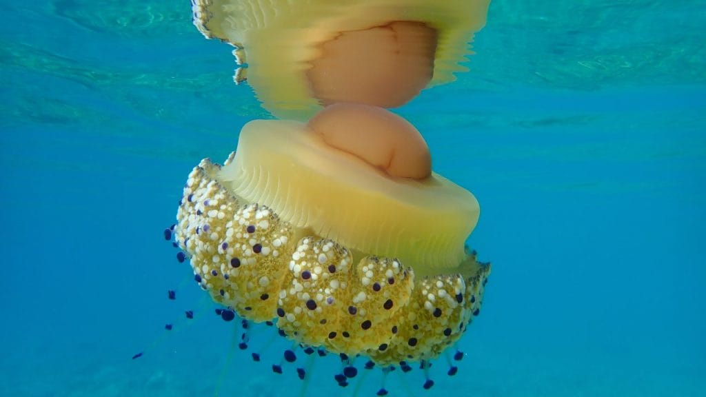 Alexey Masliy. Cotylorhiza tuberculata, medusa huevo frito España Mediterráneo