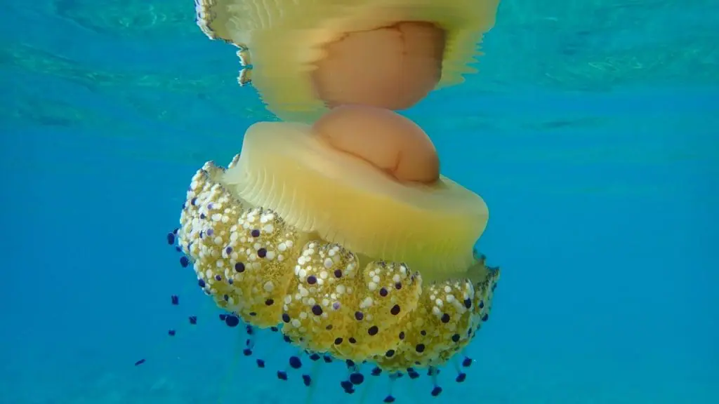 Alexey Masliy. Cotylorhiza tuberculata, medusa huevo frito España Mediterráneo