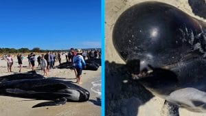 Tragedia en Australia: 160 ballenas aparecen varadas en esta playa
