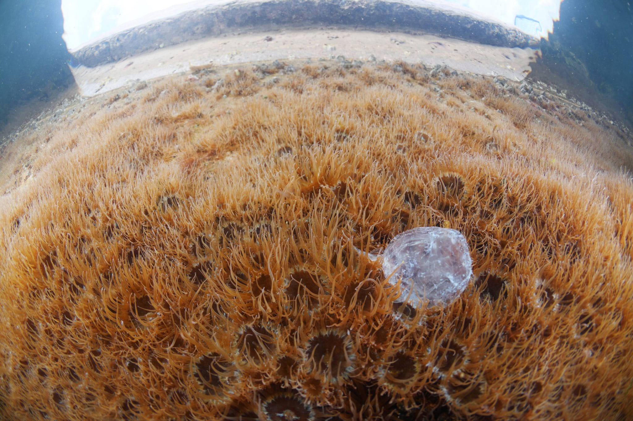 Todo lo que debes saber sobre la cubomedusa del Mediterráneo | Eltiempo.es