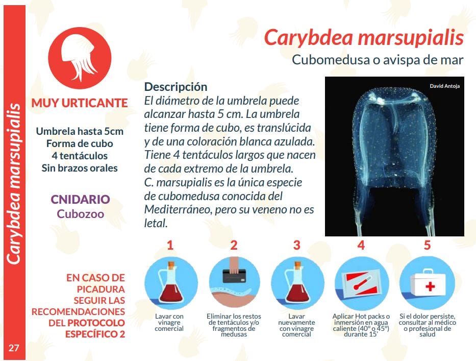 Todo lo que debes saber sobre la cubomedusa del Mediterráneo | Eltiempo.es