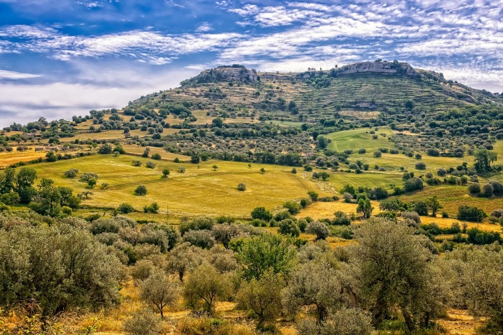 gramineas-y-olivo-las-alergias-de-mayor-incidencia-en-espana (1)
