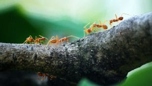 Tipos de hormigas: guia completa