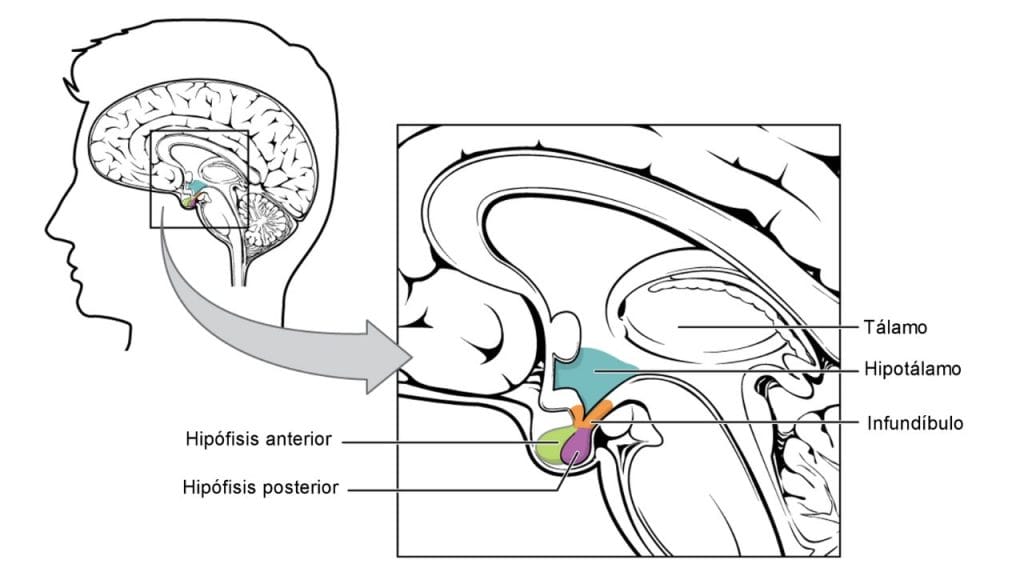 Hipotálamo e hipófisis glándula pituitaria cerebro sed homonas hormona antidiurética vasopresina ADH