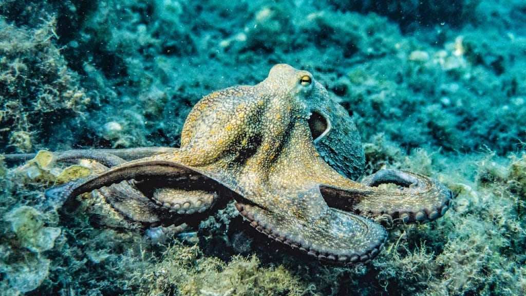 pulpo