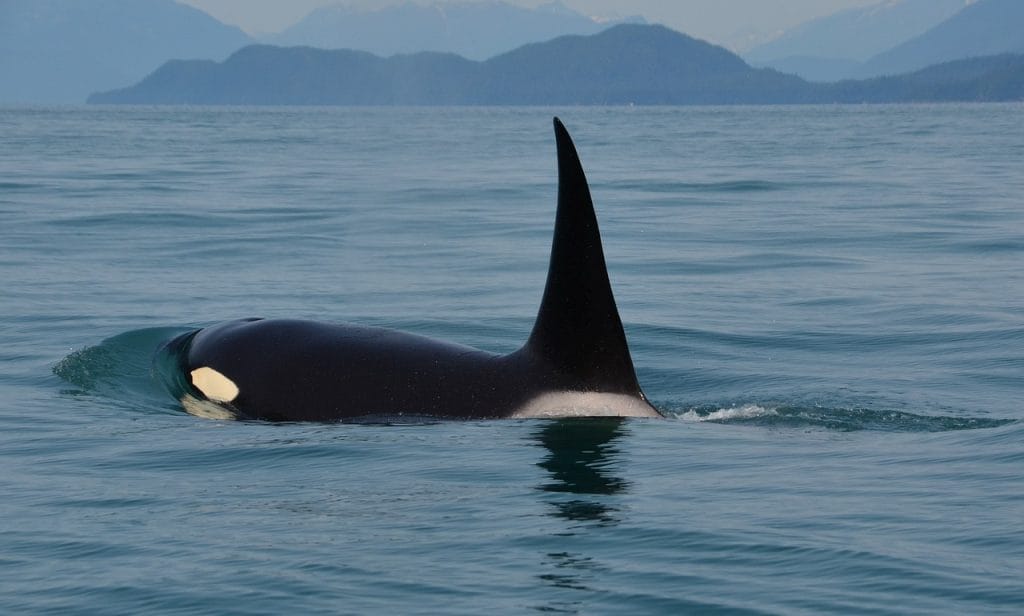 orcas-en-espana-por-que-suponen-una-amenaza (1)