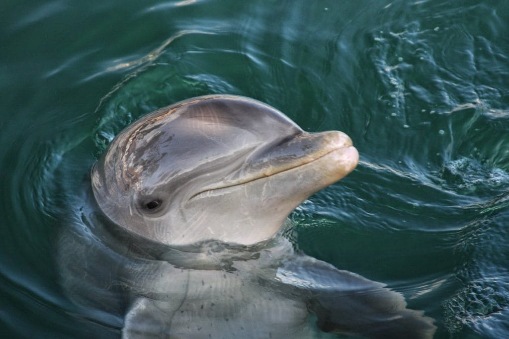 Delfines