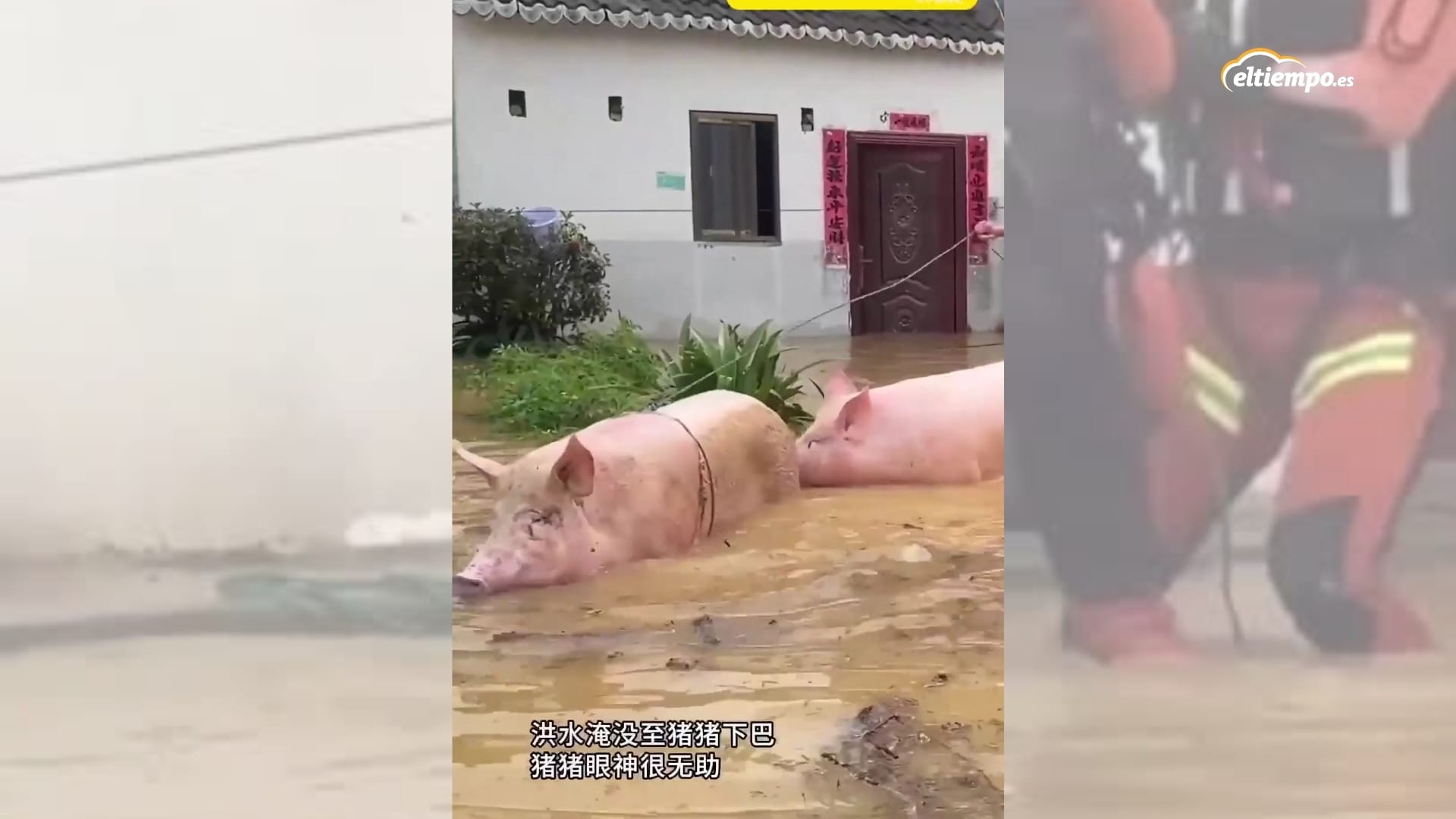 ¡Cerdos rescatados! Las inundaciones de China siembran el caos en las granjas | Eltiempo.es