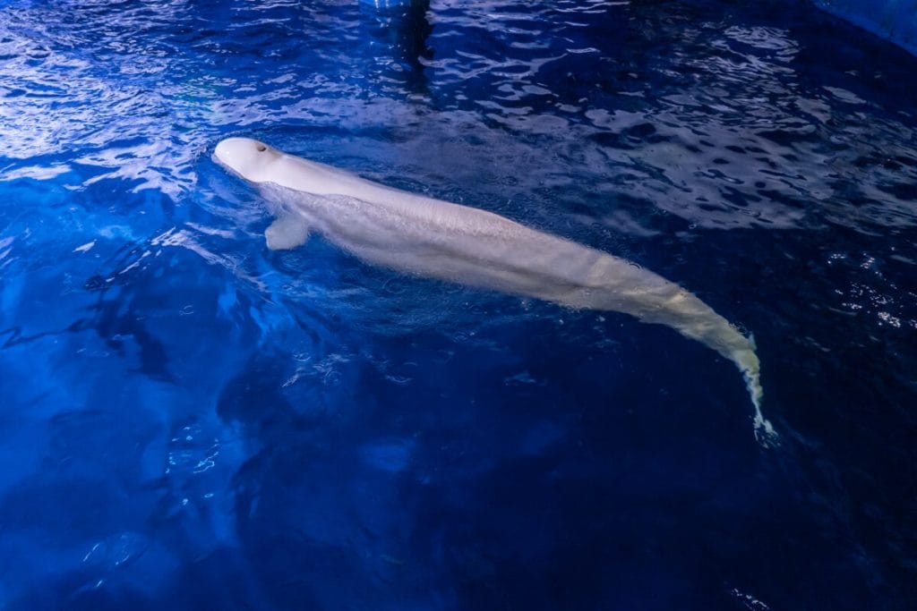 el-viaje-de-dos-ballenas-belugas-desde-ucrania-a-espana-oceanografic-de-valencia (1)