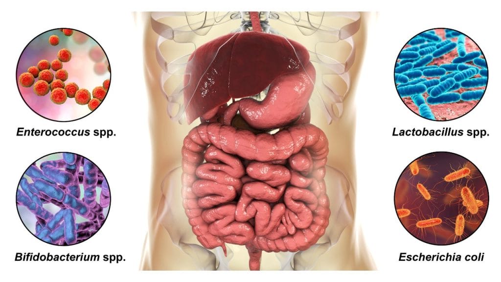 microbiota intestinal microbioma bacterias buenas intestino bacterias intestinales enterococcus, bifidobacterium, lactobacillus, escherichia coli son las bacterias seres vivos