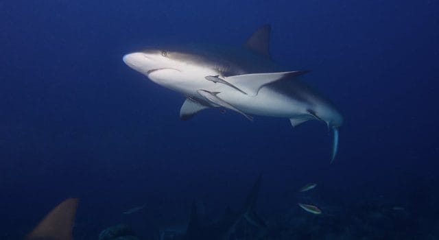 La población de tiburón toro prospera con el aumento de la temperatura del mar