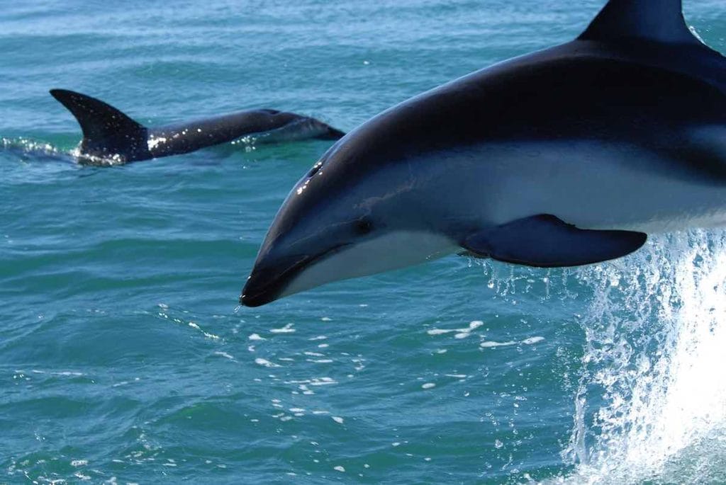 delfines