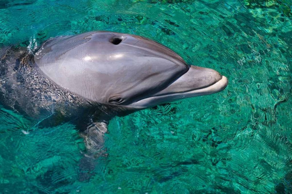 delfines