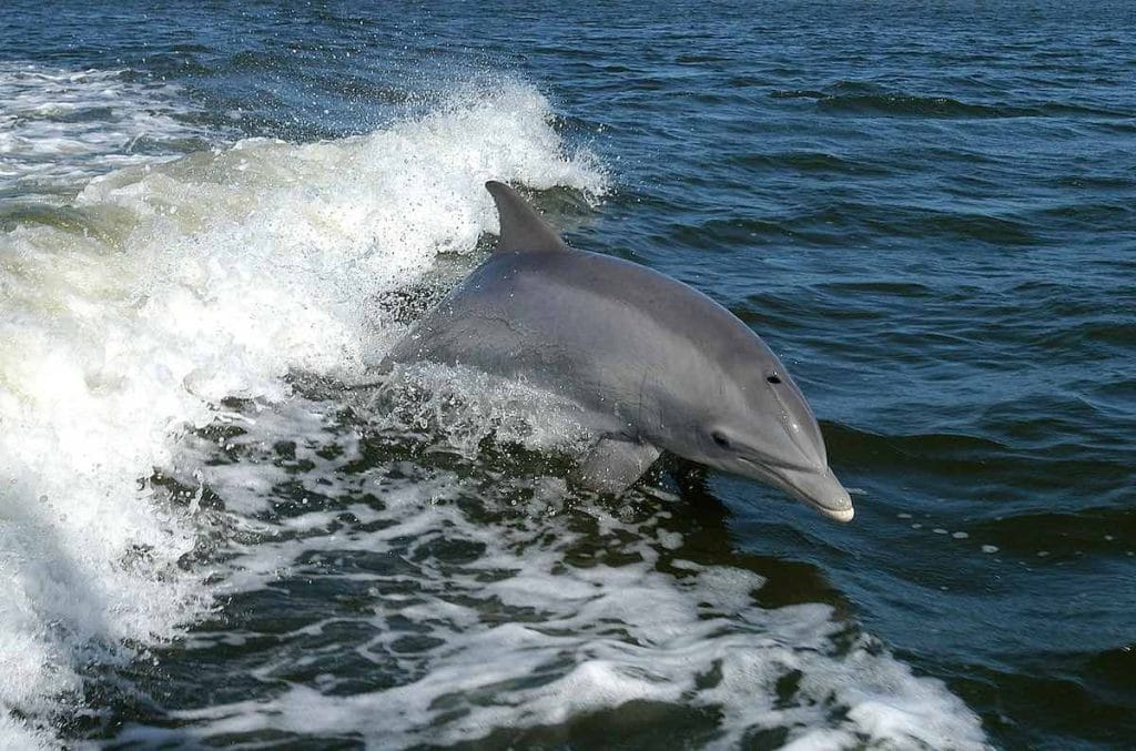 delfines