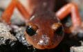 Encatina Salamander, Ensatina eschscholtzii, Salamandra. Autor: Bioluminous. Banco imágenes de Canva.