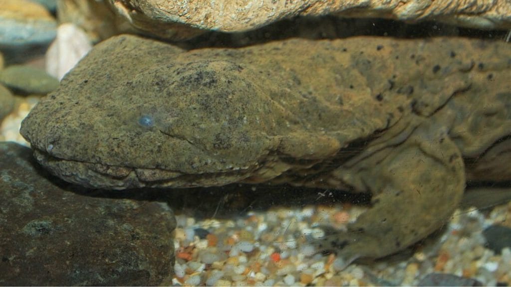 Salamandra, Cryptobranchus alleganiensis, Cryptobranchidae, Cryptobranchidae, perro de agua, Brian Gratwicke