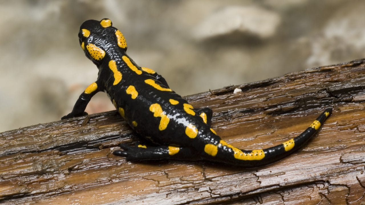 Salamandra venenosa: características, hábitat y precauciones | Eltiempo.es