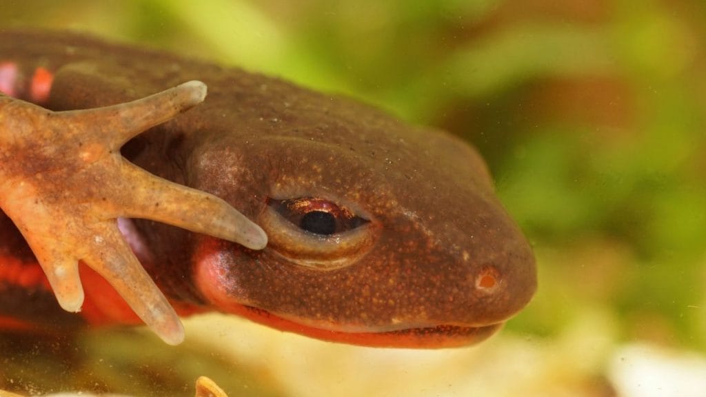 Cynops pyrrhogaster macho, japón, salamandra venenosa, Tritón vientre de fuego