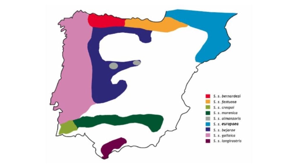 Distribución de las subespecies de S. salamandra en la Península Ibérica. Representación esquemática de la distribución de las subespecies. Reproducida con el permiso del autor: David Bucley. Fuente: Buckley, D., Alcobendas, M., & García-París, M. (2009). The evolution of viviparity in salamanders (Amphibia, Caudata): Organization, variation, and the hierarchical nature of the evolutionary process. Sociedad Española de Biología Evolutiva. http://hdl.handle.net/10261/88500