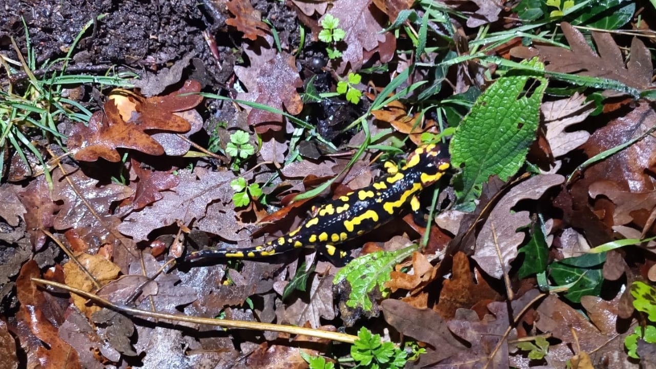 Salamandra venenosa: características, hábitat y precauciones | Eltiempo.es