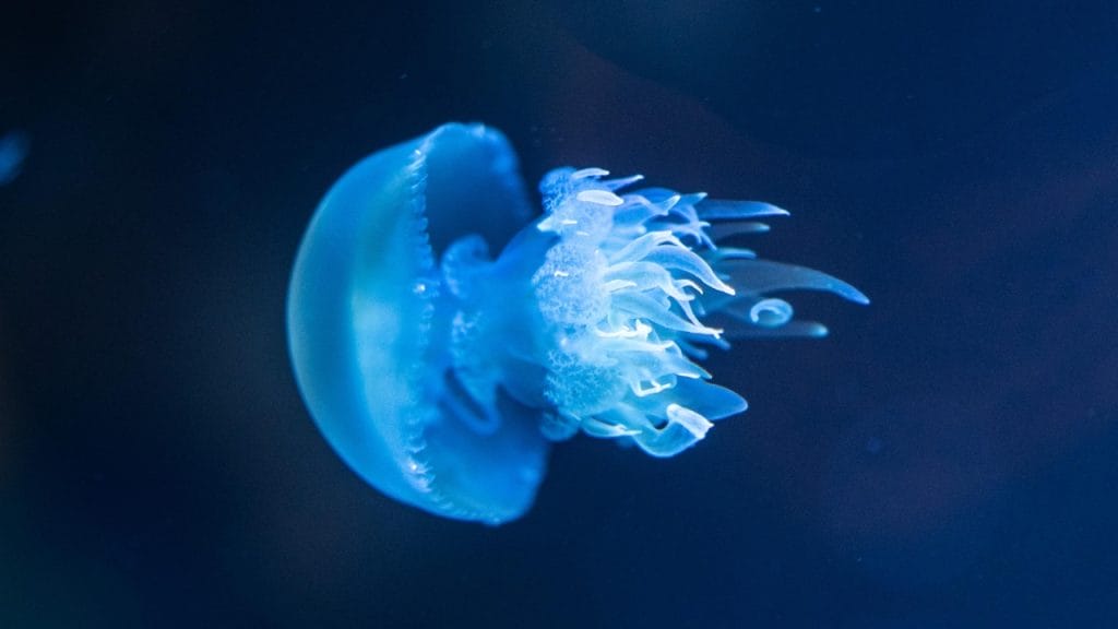 bioluminiscencia