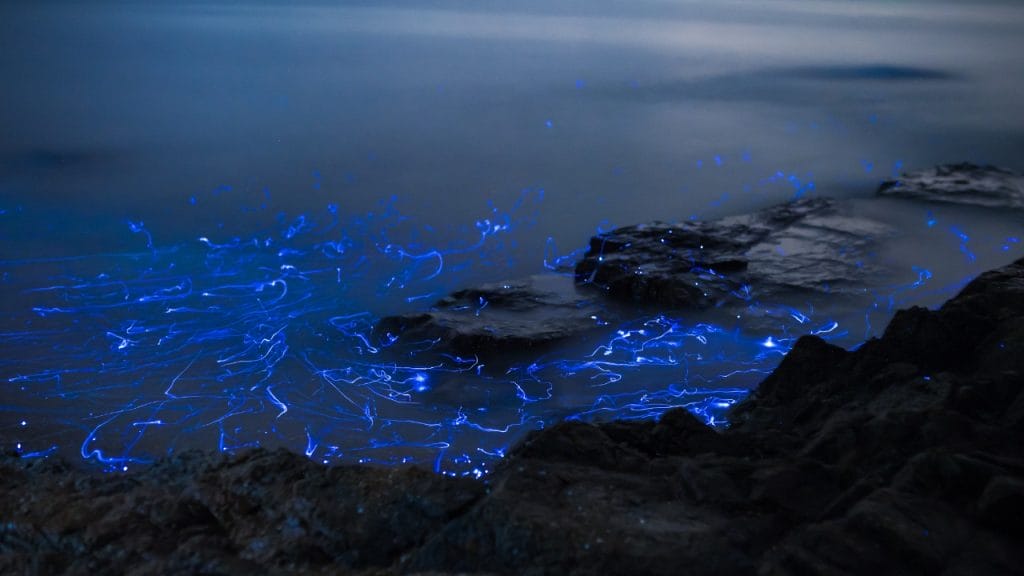 bioluminiscencia