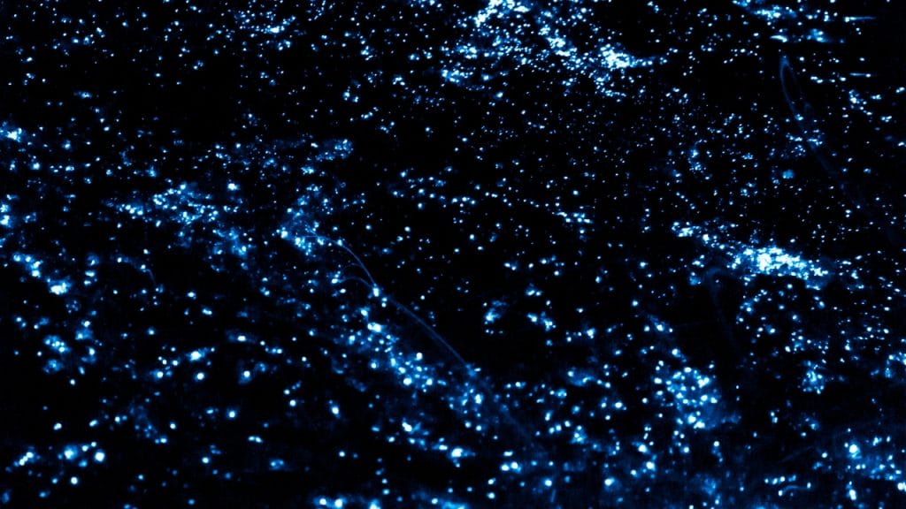 bioluminiscencia