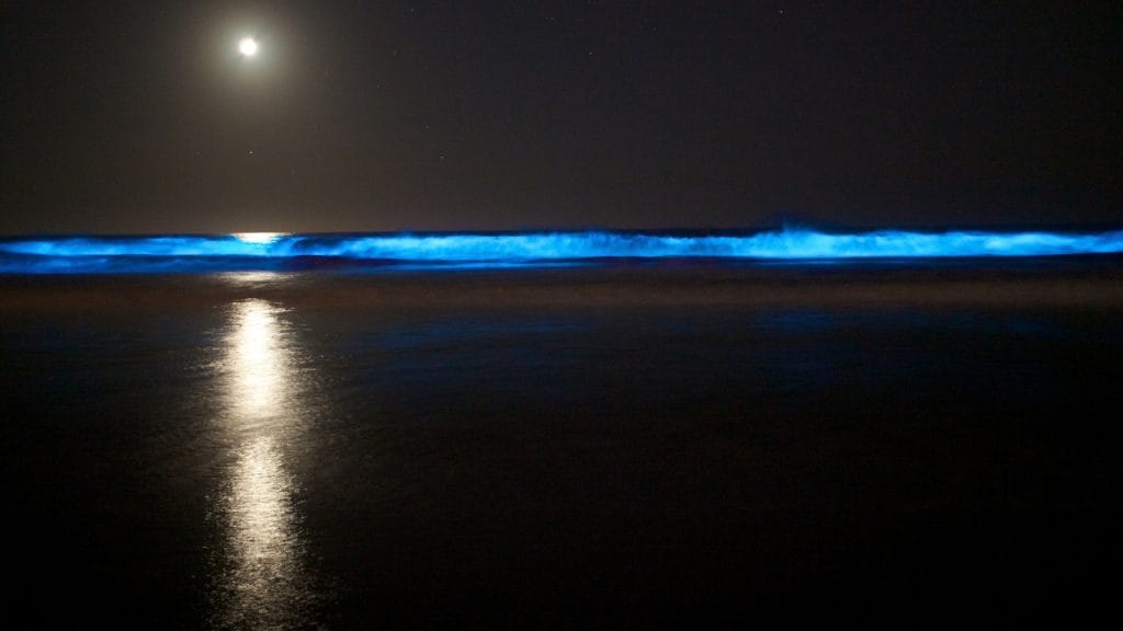 bioluminiscencia