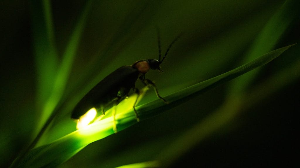 bioluminiscencia