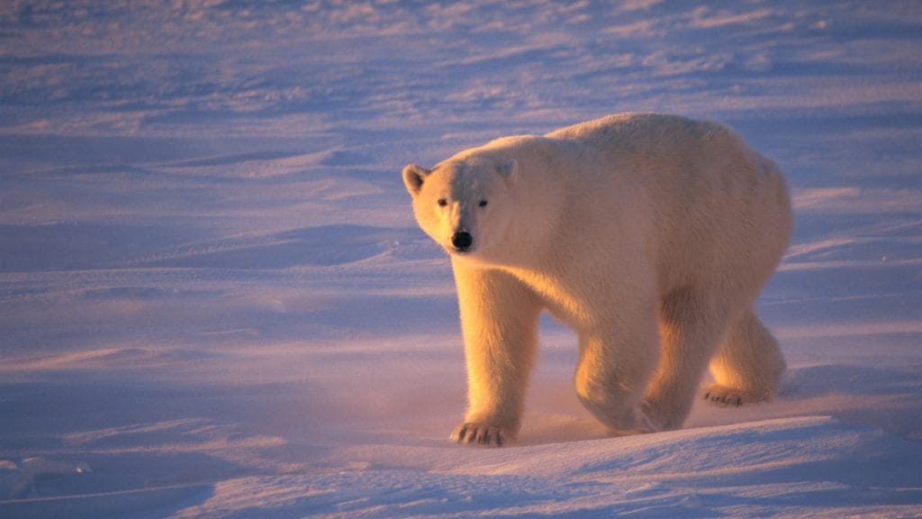 noche polar