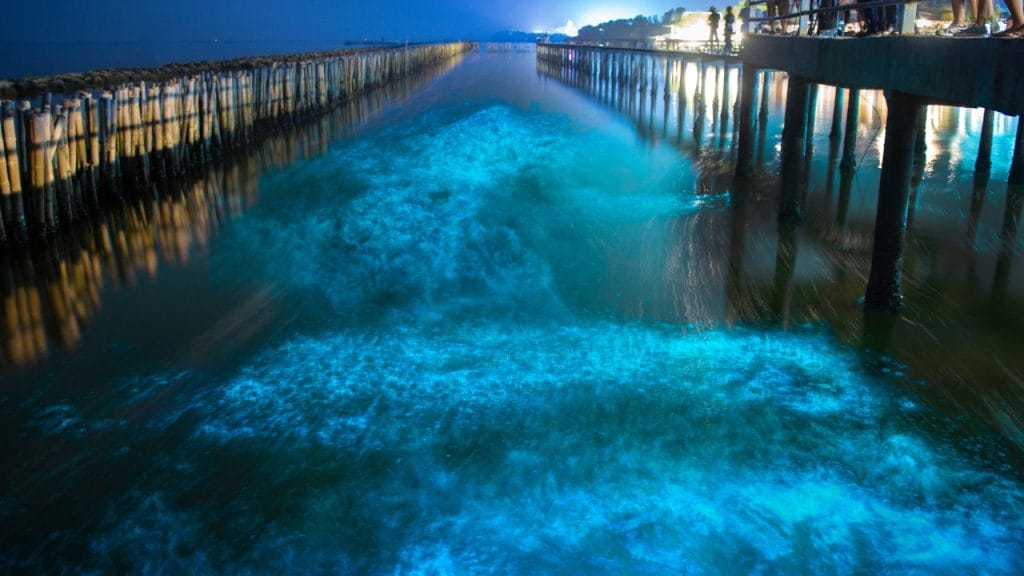 bioluminiscencia