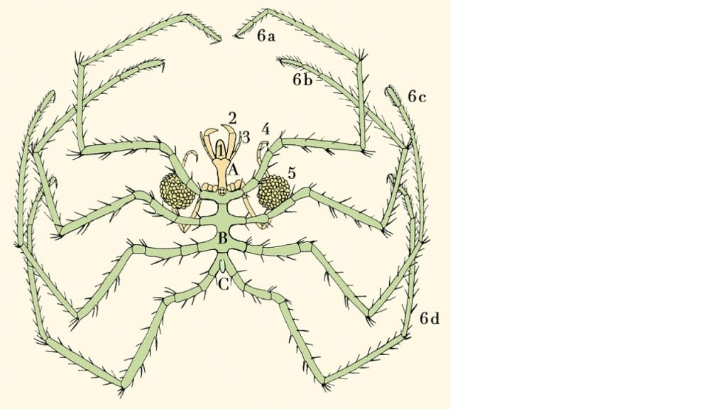 Anatomía y partes de araña de mar